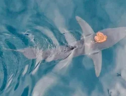 Aneh Tapi Nyata! Gurita Berdiri di area Badan Hiu