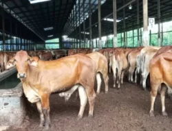 Sambut Perubahan Regulasi, BEEF Siap Datangkan Sapi dari Brasil