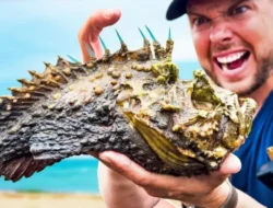 5 Ikan Paling Beracun dalam Dunia, Sekali Sentuh Nyawa Melayang!