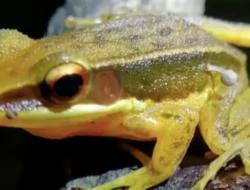 Jamur pada kaki Katak Bikin Ilmuwan Ketakutan, Hal ini Penyebabnya