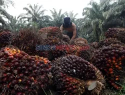 Pakar Hukum Minta Penertiban Sawit di dalam Kawasan Hutan Harus Cermat
