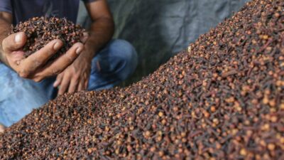 Khasiat cengkeh untuk keseimbangan tubuh