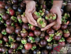 Keistimewaan lapisan kulit manggis untuk kesejahteraan lalu cara mengonsumsinya
