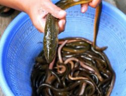 Manfaat serta zat gizi daging belut untuk kebugaran tubuh