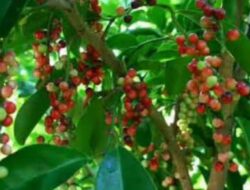 Delapan khasiat lapisan kulit melinjo untuk kesegaran tubuh