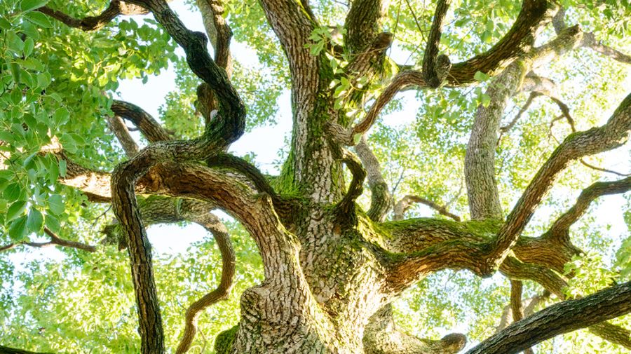 Minuman ‘Surga’ di dalam Al-Qur’an Ditemukan dalam di RI, Jadi Buruan Arab