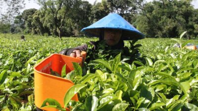 Perbedaan karyawan juga buruh: Definisi, hak, juga status pekerjaan