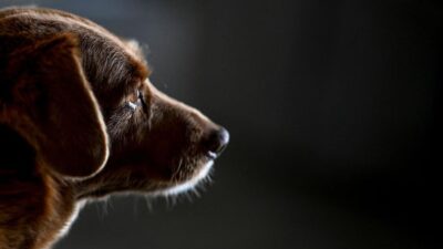 Daftar Negara Masih Makan Daging Anjing, Ada Tanah Air