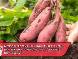 Menggali Potensi Ubi Ungu Kenapa Ia Lebih dari Sekadar Gorengan dan Cocok untuk Diet Low GIZI