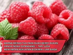Antioksidan “Merah Tua”: Mengoptimalkan Fungsi Mitokondria dengan Buah Berry Eksotis