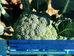 Brokoli organik versus konvensional untuk zat besi tubuh