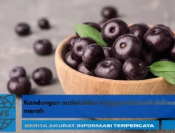 Kandungan Antioksidan Tinggi pada Buah Delima Merah