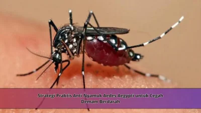 Strategi Praktis Anti Nyamuk Aedes Aegypti untuk Cegah Demam Berdarah