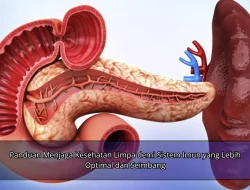 Panduan Menjaga Kesehatan Limpa demi Sistem Imun yang Lebih Optimal dan Seimbang