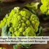 Brokoli hingga Pakcoy, Sayuran Cruciferous Bantu Membuat Pola Makan Harian Lebih Beragam
